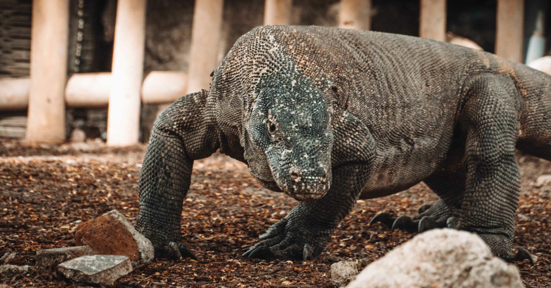 Pemerintah Versus Unesco Soal Proyek Jurassic Park Di Tn Komodo Asumsi 3721